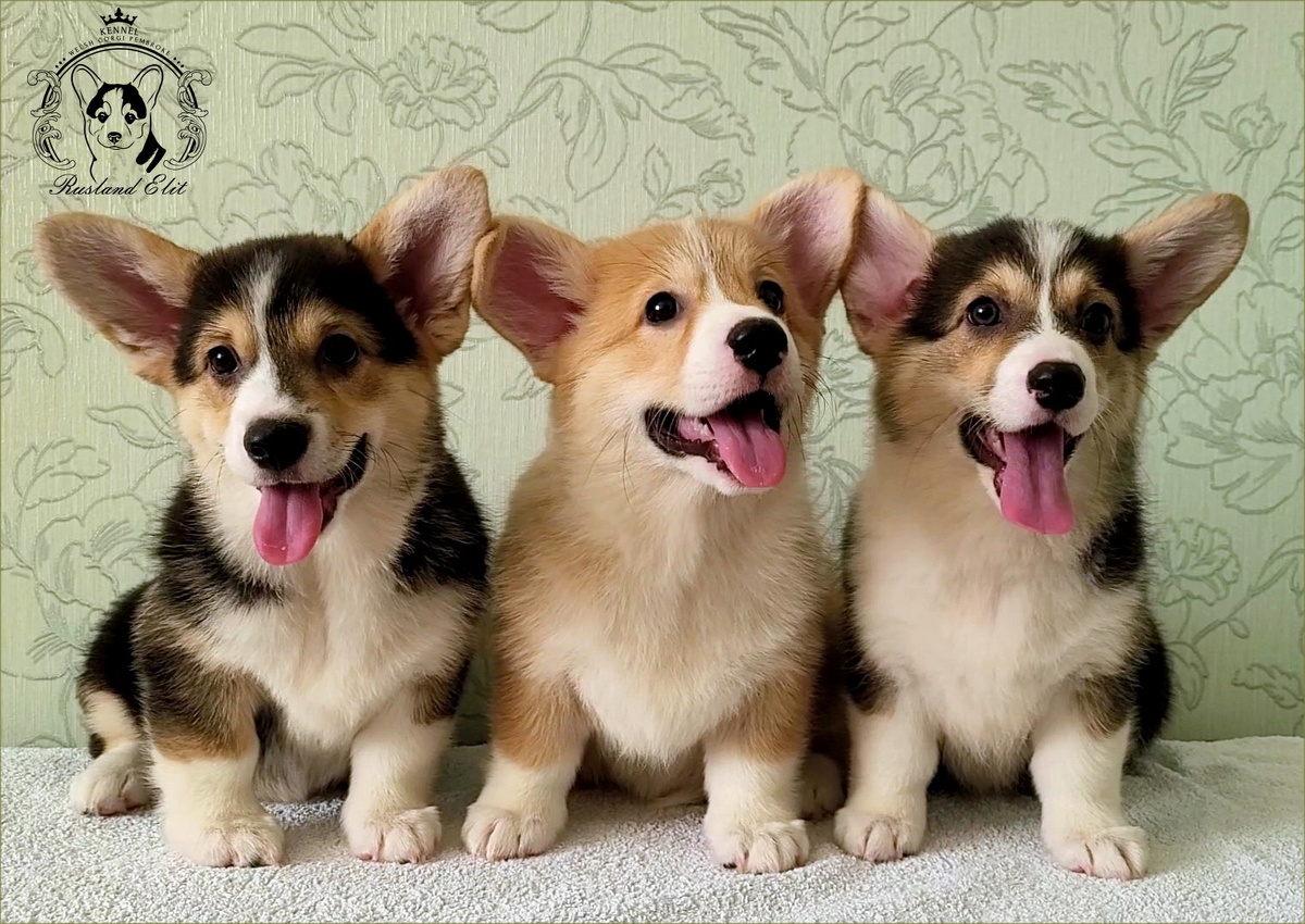 Щенки питомника РКФ "РУСЛЭНД ЭЛИТ"