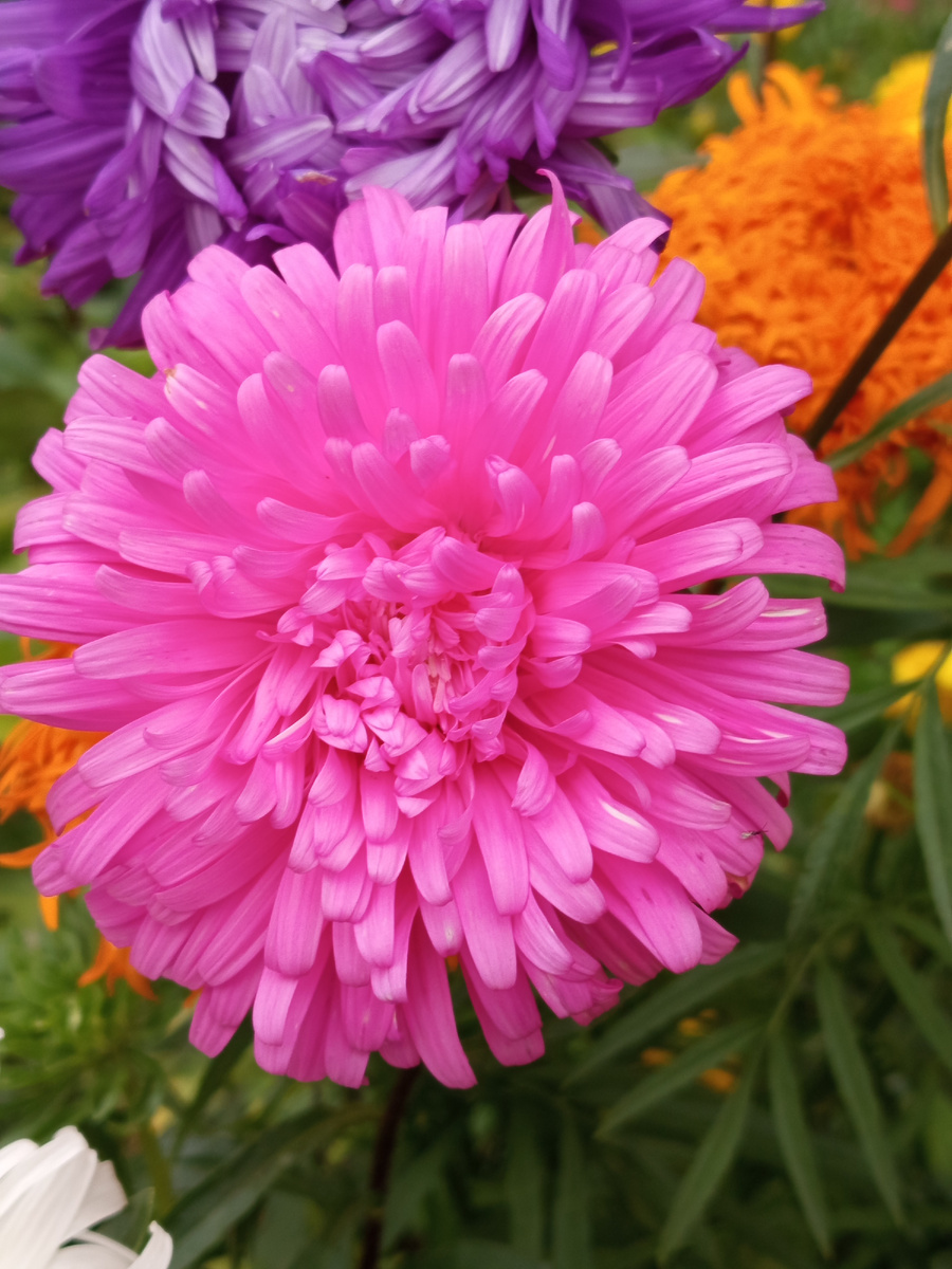 Астры. Фото автора