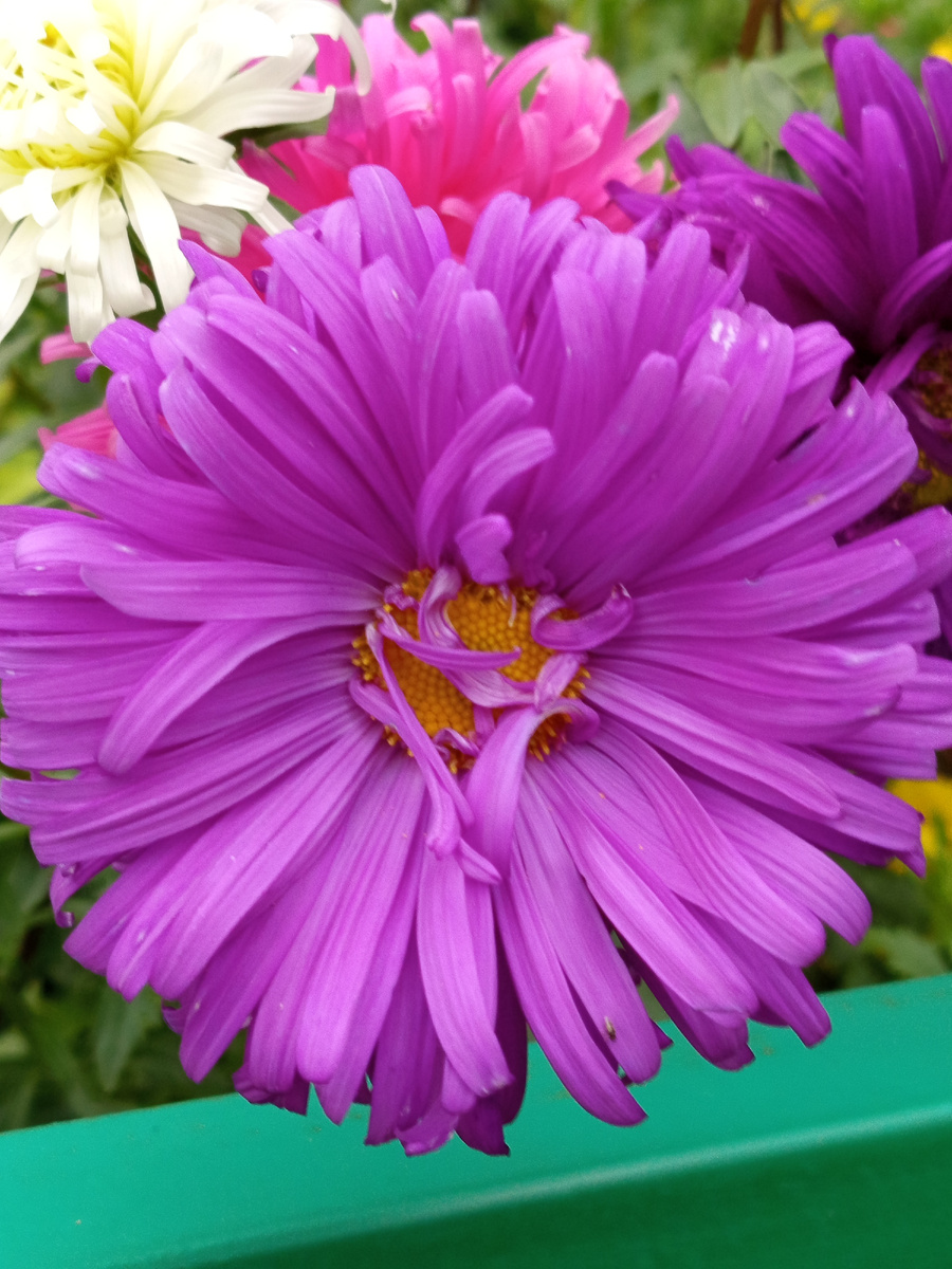 Астры. Фото автора