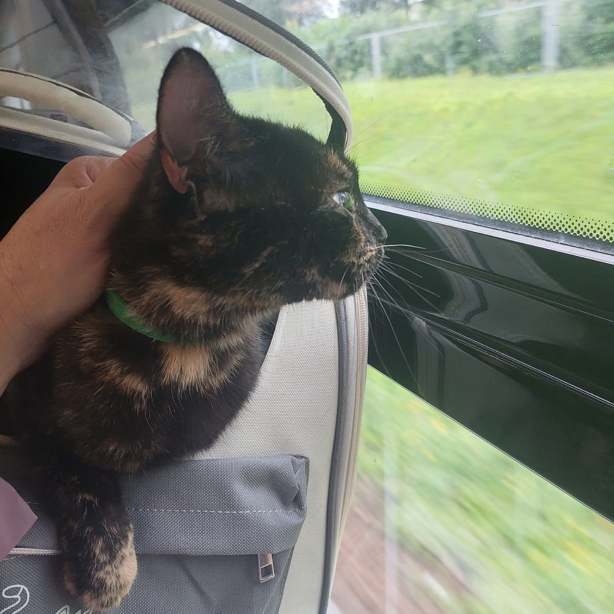 Моя путешественница.