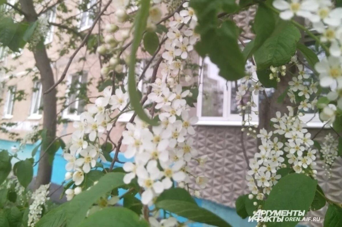    В Ленобласти ночью температура опустилась до +5 градусов