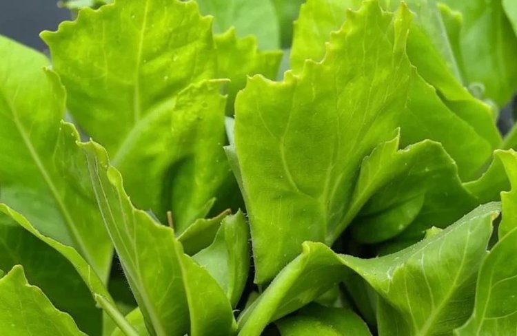    Фото: Медведева Анна, AgroXXI.ru