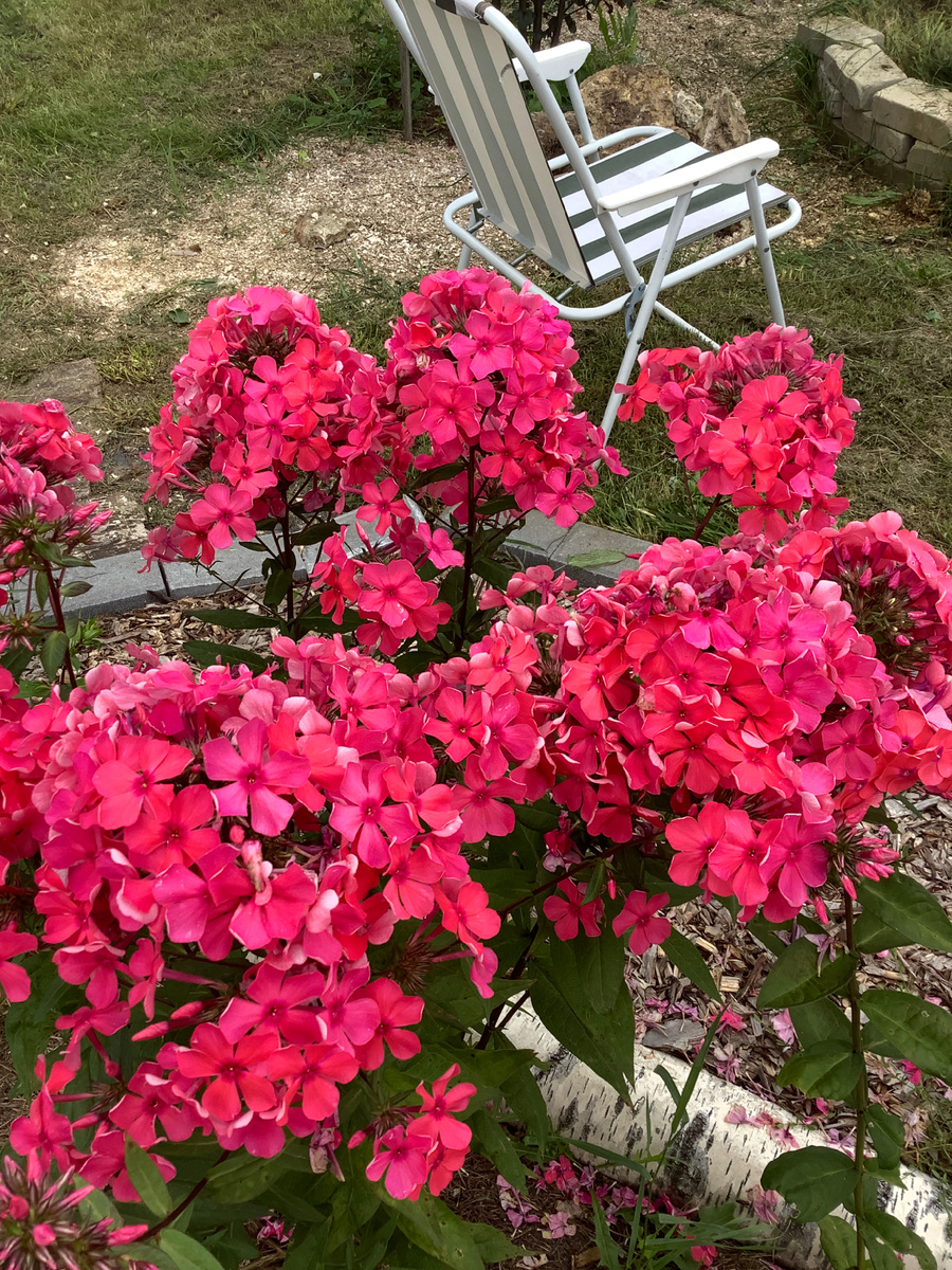 Флокс Коралл