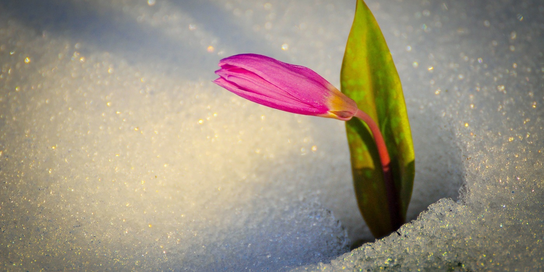 Кандык сибирский: Сакура для алтайцев