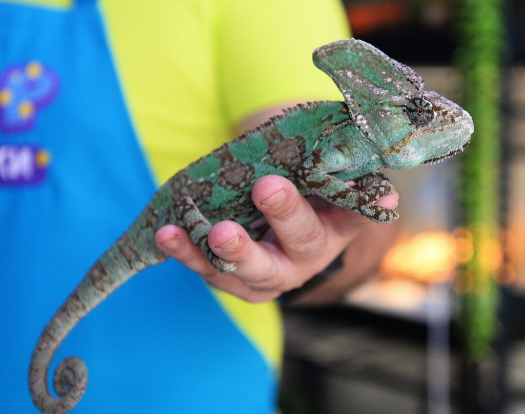    Экзотика вне закона: у оренбуржцев будут конфисковывать запрещённых животных Антон Пичурин