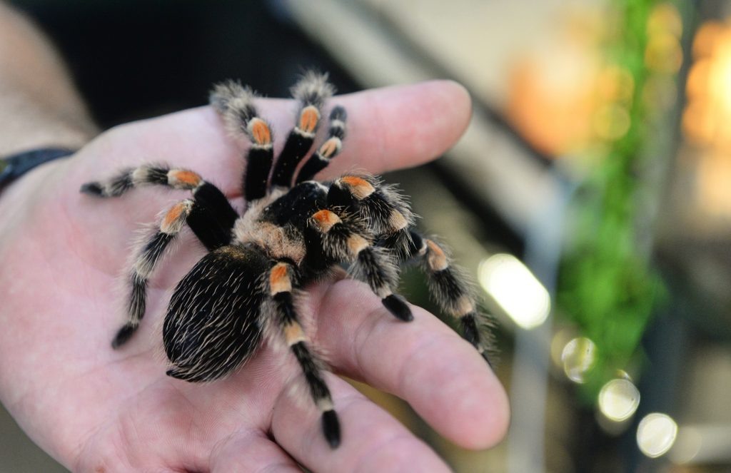    Экзотика вне закона: у оренбуржцев будут конфисковывать запрещённых животных Антон Пичурин