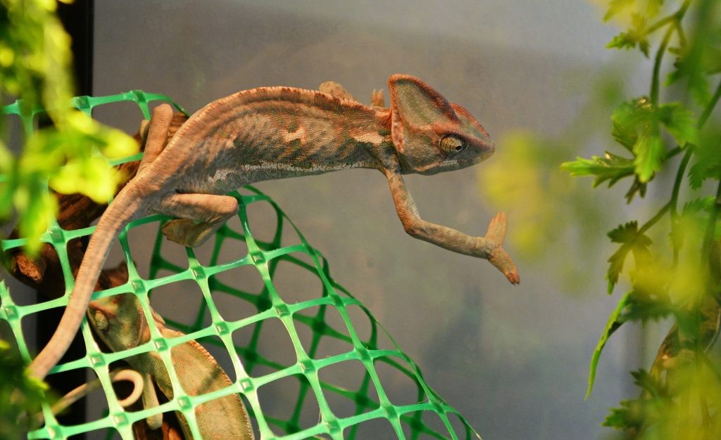    Экзотика вне закона: у оренбуржцев будут конфисковывать запрещённых животных Антон Пичурин