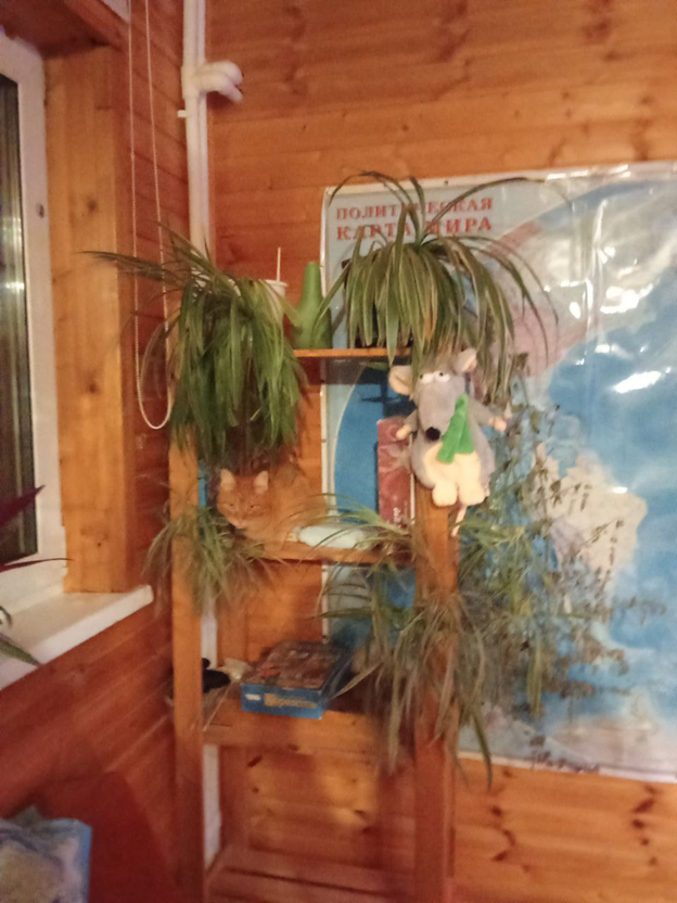 Личное фото