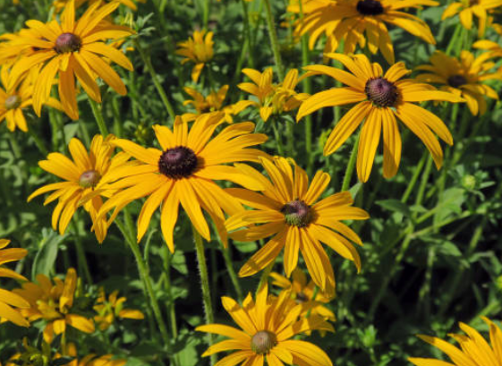 Рудбекия блестящая