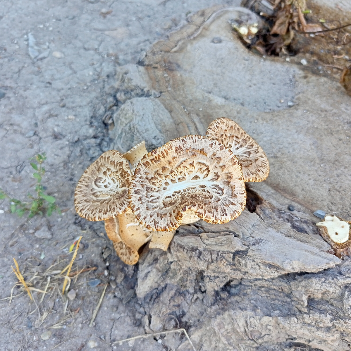 Грибы на пне