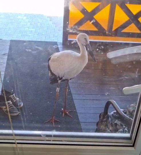 Аист ночует на крышах в Благовещенском округе