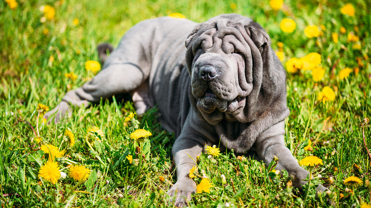 Красавицу зовут Мэй.