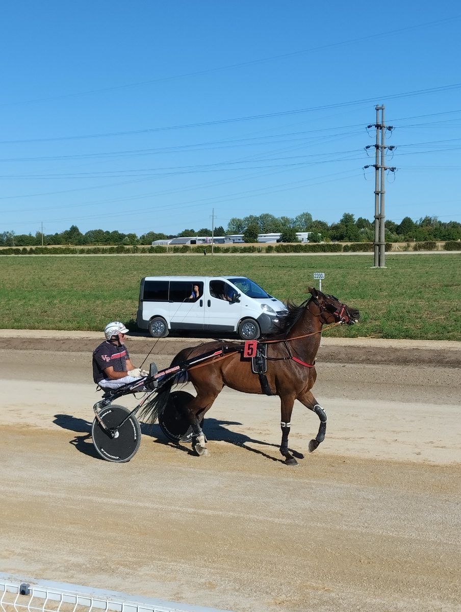 Тёмная лошадка. Фото автора.