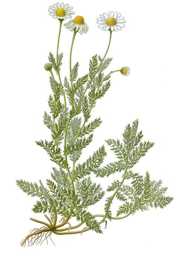 Вот она, красавица, в полный рост!