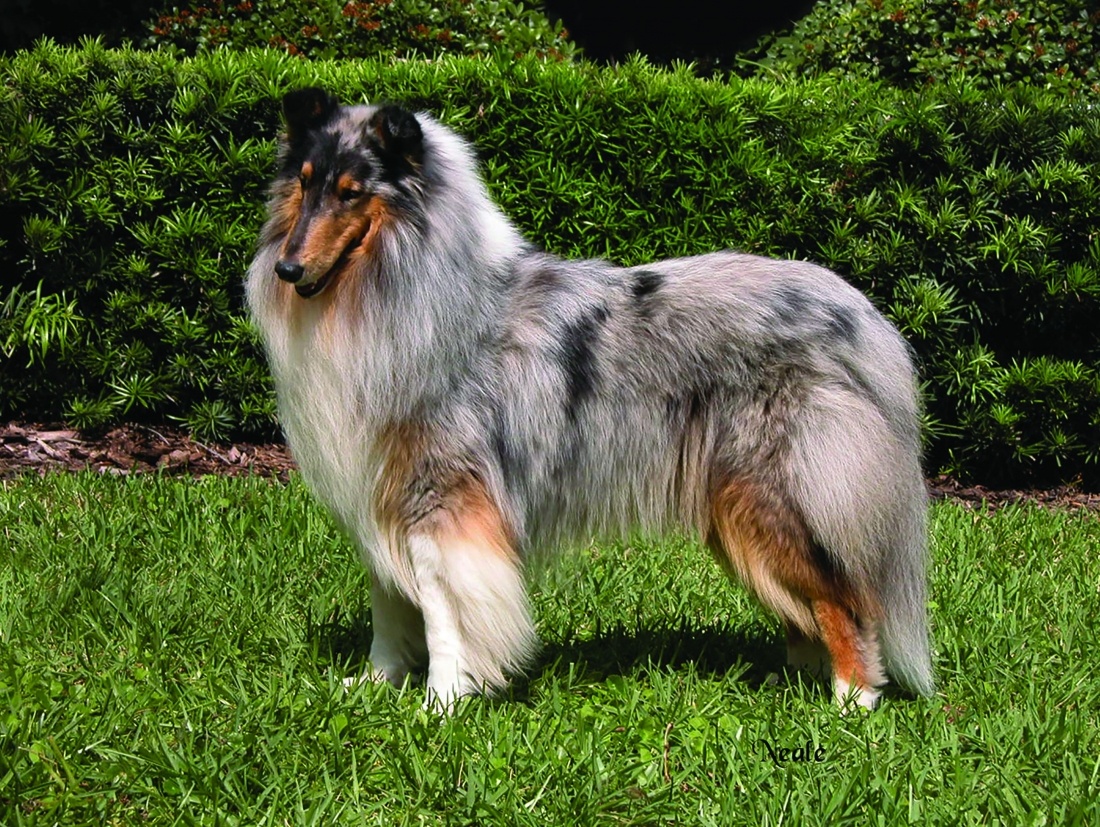 Нежная Дейзи.