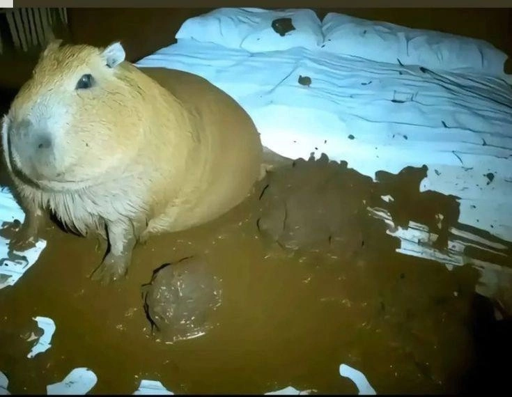 Источник Яндекс Картинки.