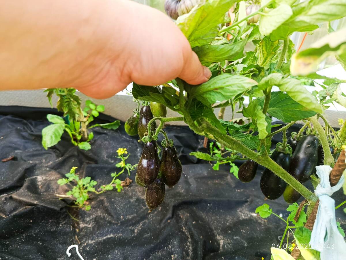 6 августа 25 год