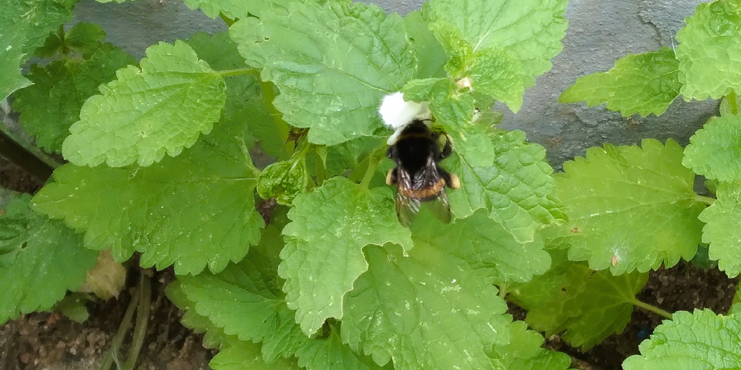 Сказ о шмеле-труженике