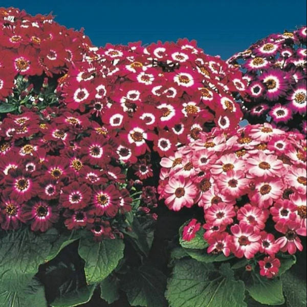 Цинерария Молл Микс