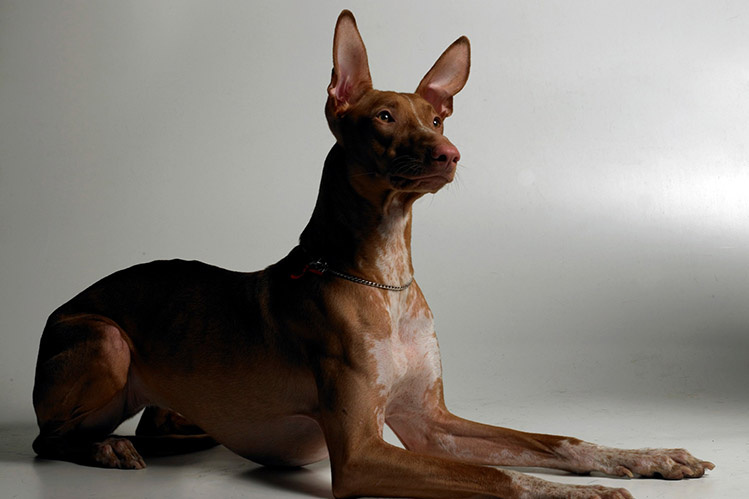 Это Анубис.