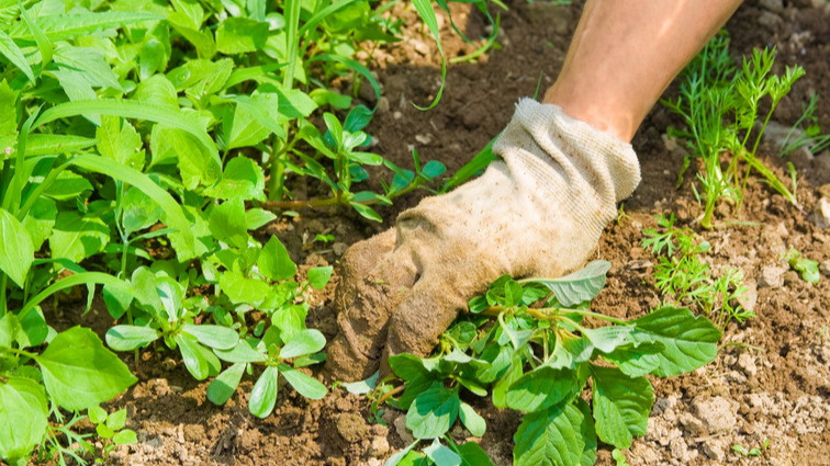 Результат механической обрезки - вместо одного побега выросло несколько новых