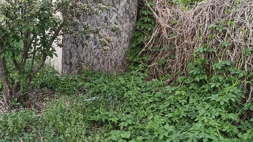 Мой участок в конце августа - агрессивные растения превратили дачу в непроходимые заросли