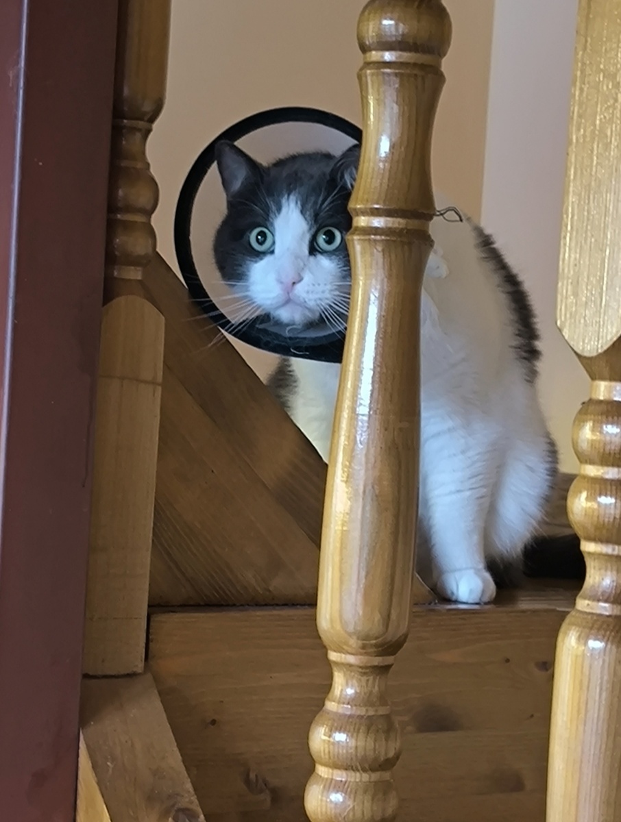 Это Бася. Ему неделю назад удалили абсцесс на щеке. Поэтому пока приходится сидеть дома и в воротнике.