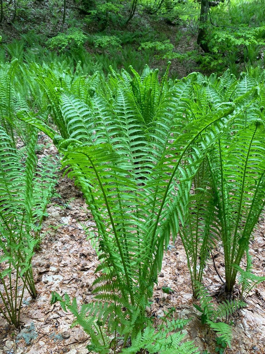 Похоже на вазу.
