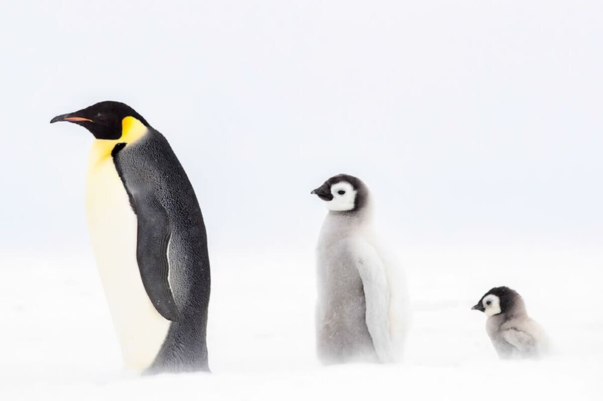     Три стадии императорского пингвина, залив Гулд, Антарктида / ©  Joshua Holko