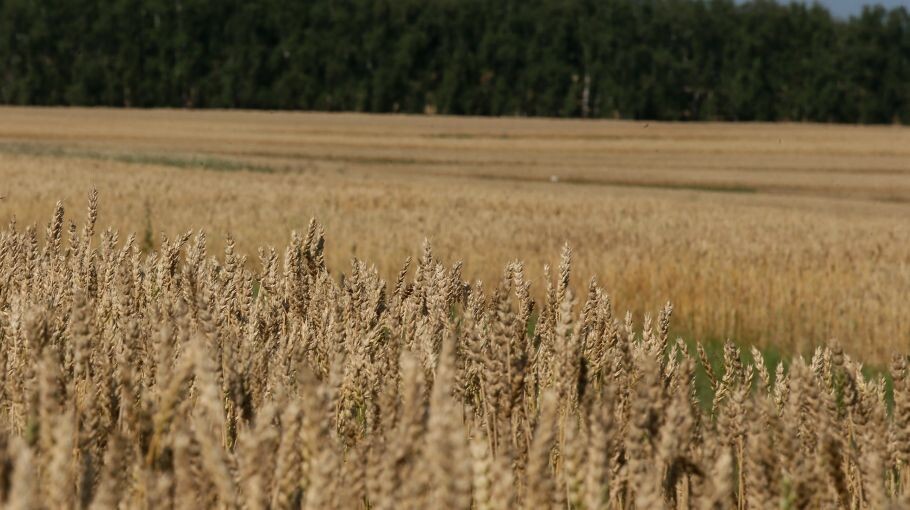 Алтайские хозяйства "КДВ", которые могут отойти государству, терпят убытки