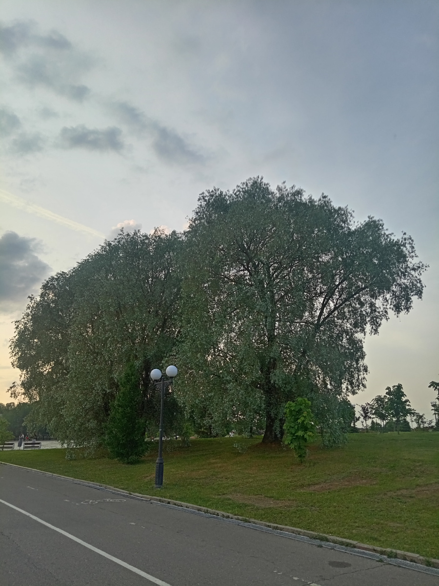 Плакучие ивы. Парк Стрелка. Ярославль 2023. Фото автора.