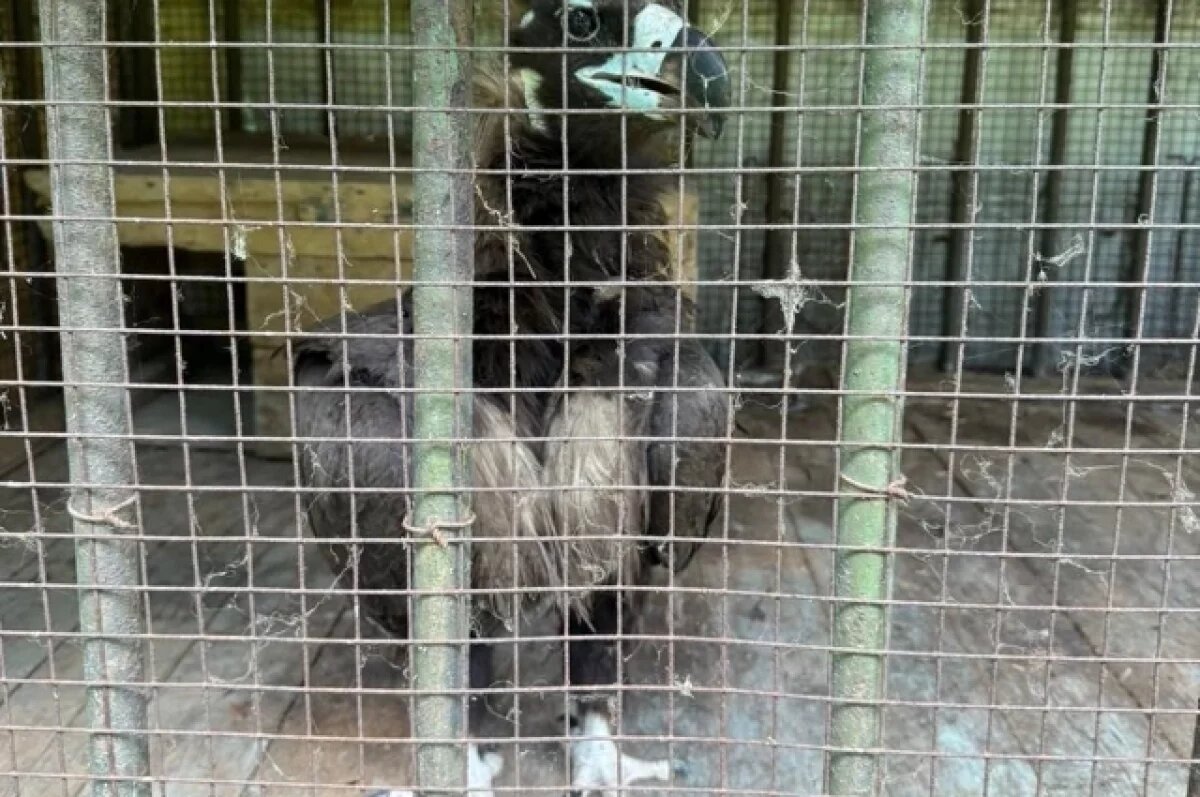    Редкого черного грифа временно перевели в зоосад Хабаровска