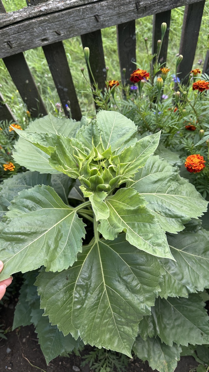 В саду у мамы