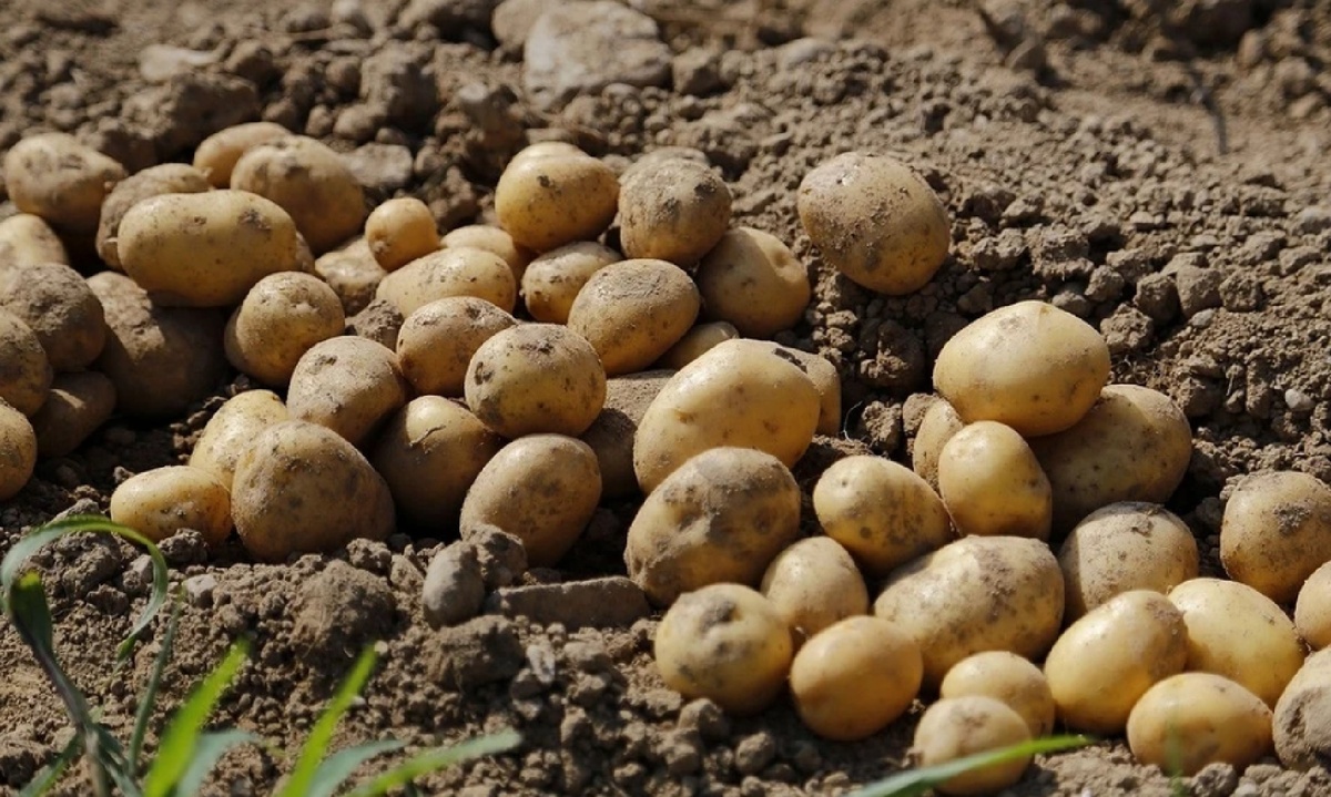 Как спасти картошку от фитофтороза: полезные советы для каждого огородника
