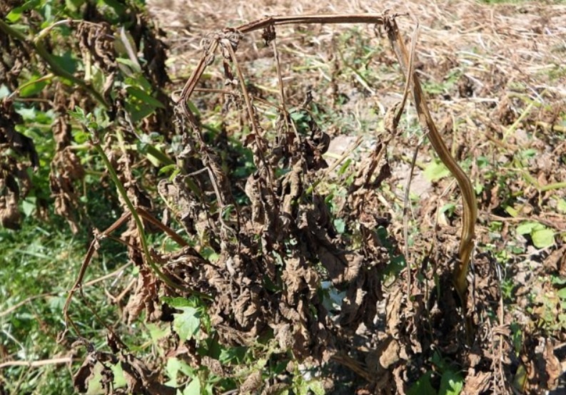 Как спасти картошку от фитофтороза: полезные советы для каждого огородника