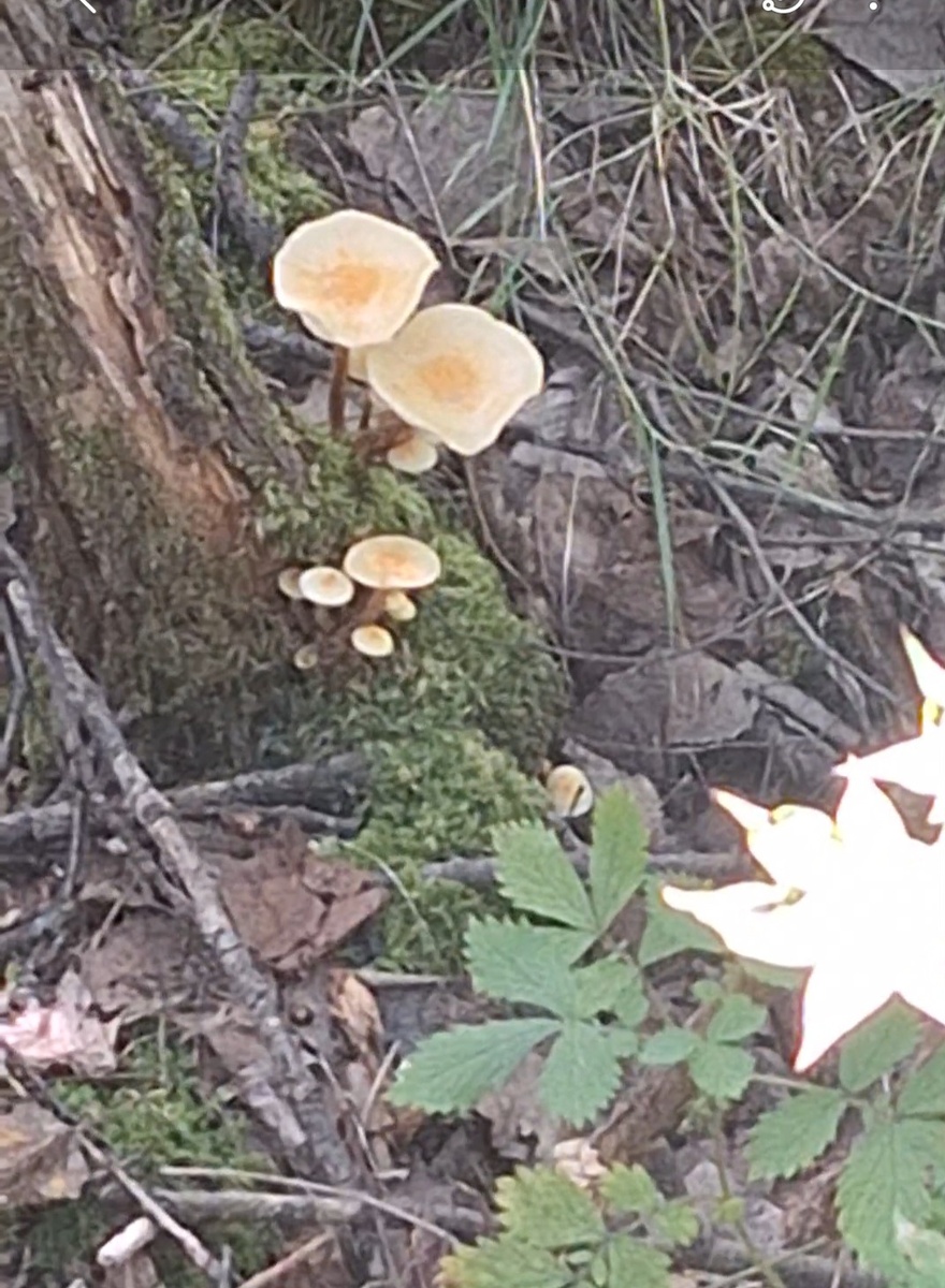 Колибия лесолюбивая