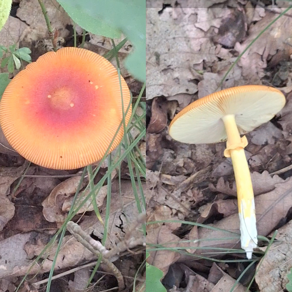 Мухомор цезарский.