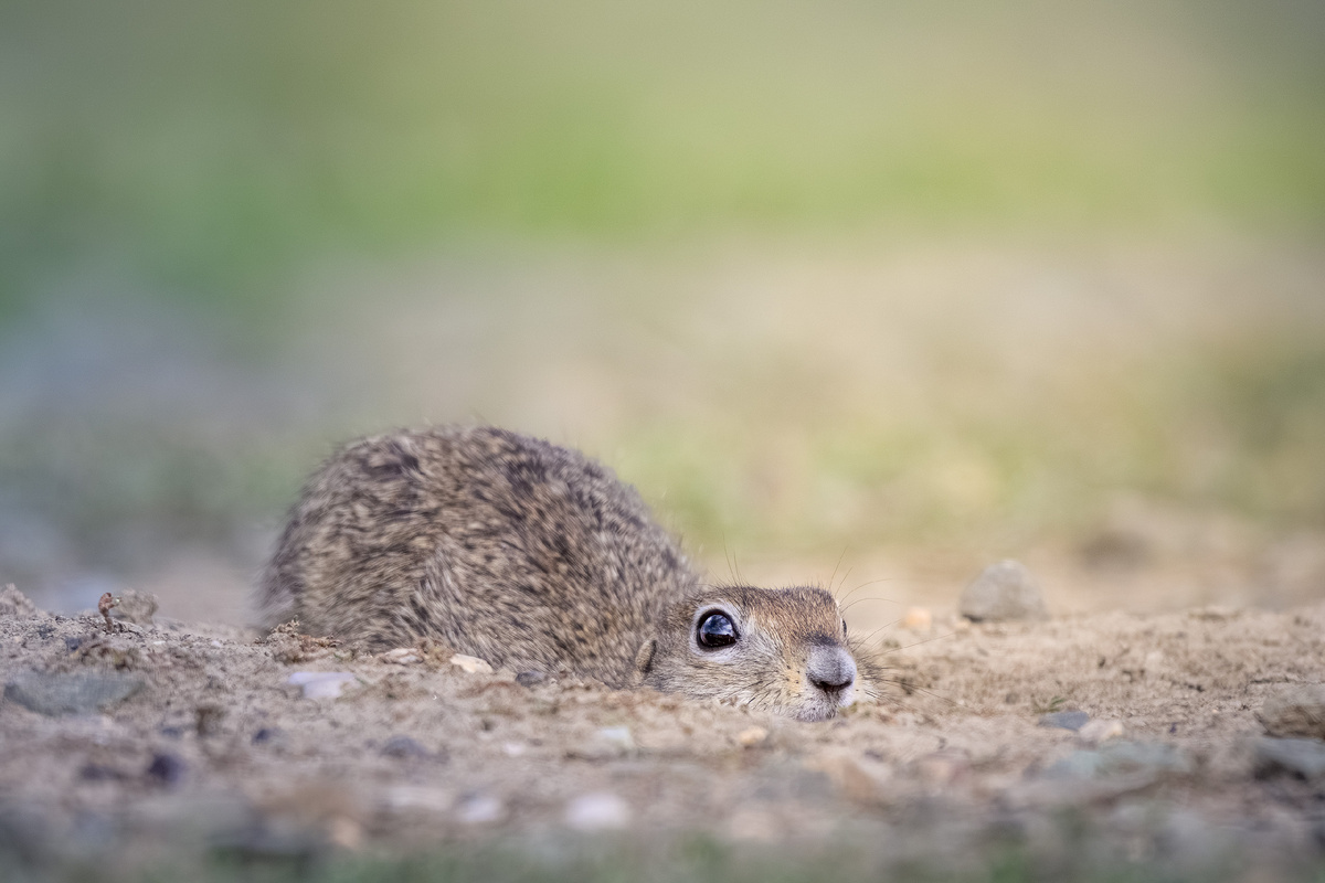 Глаза наблюдают за тобой