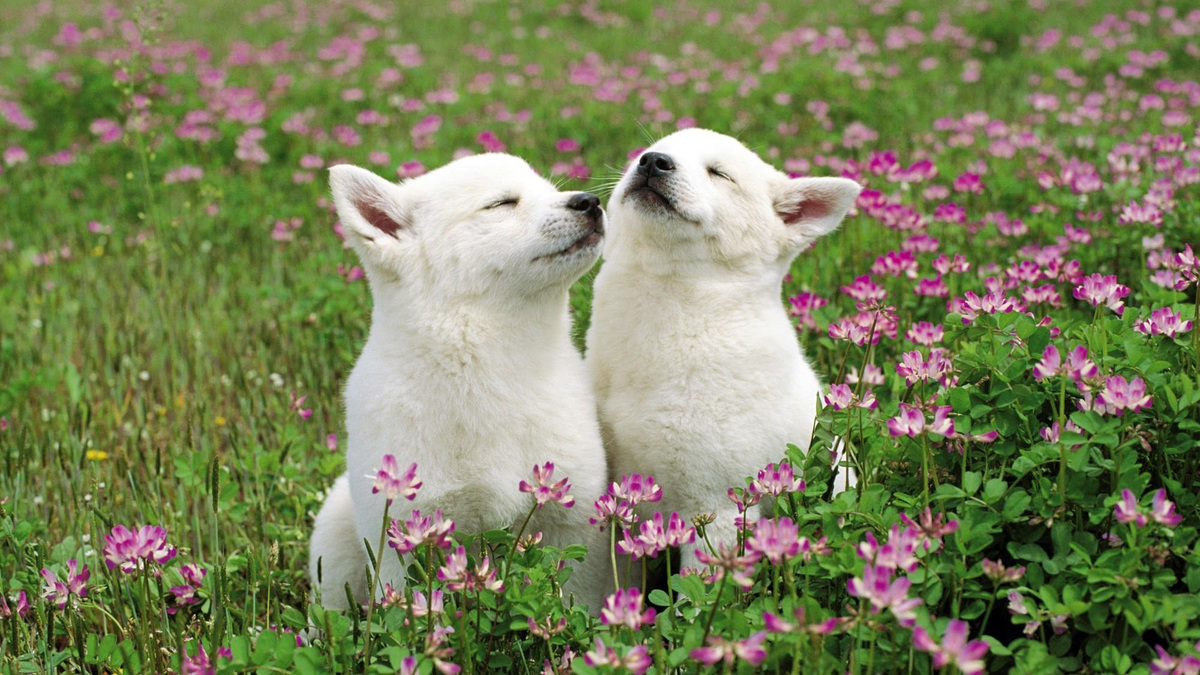 Эстебан и Эсмеральда: история любви.