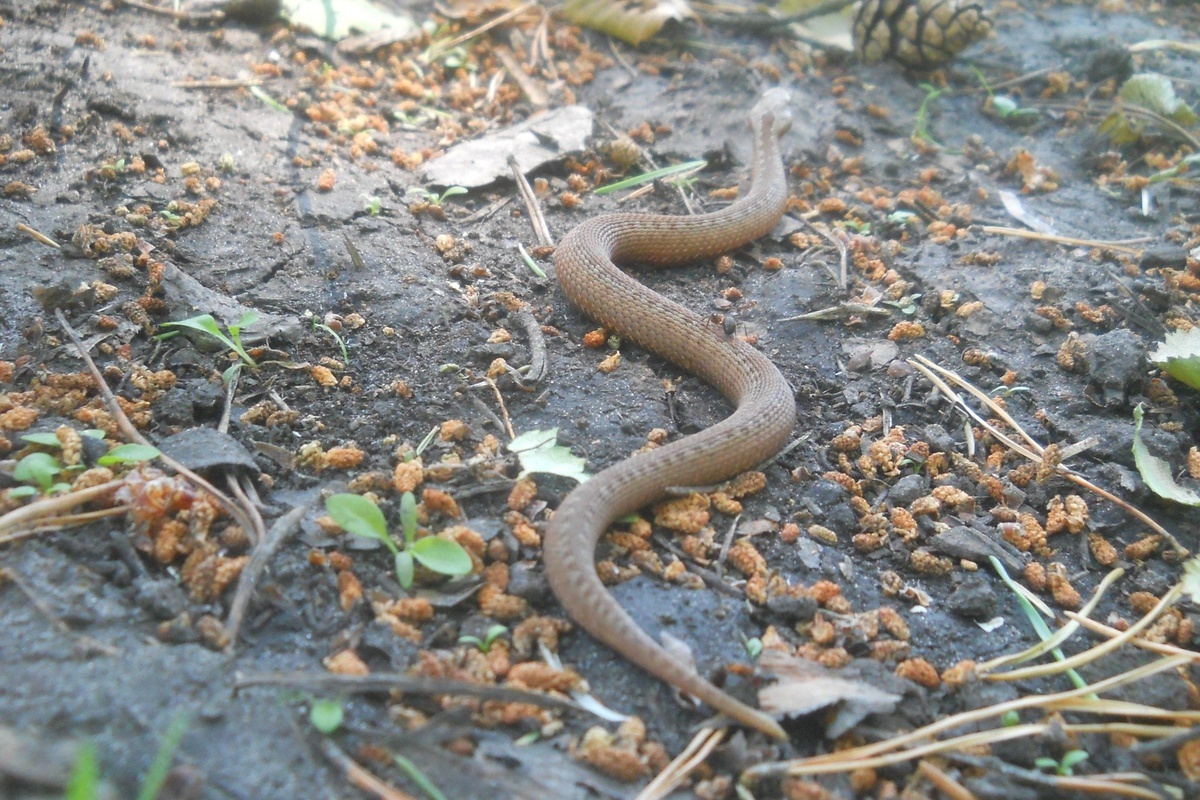    Фото: Аркадий Репанов, источник: 72.ru