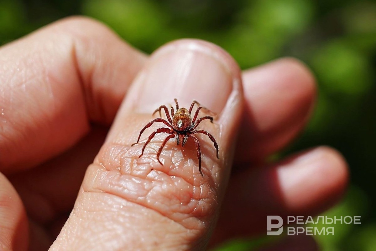   Реальное время / realnoevremya.ru