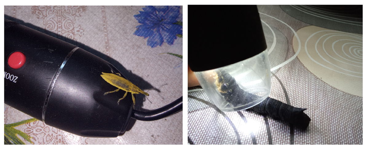 Насекомые, осаждающие USB-микроскоп