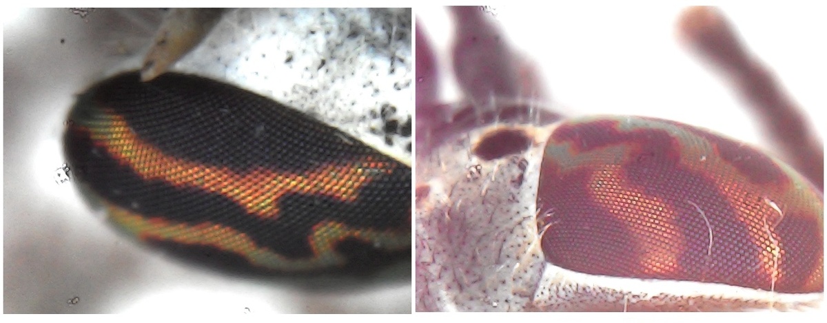 "Слепень поверженный". Вид снизу и вид сверху. 