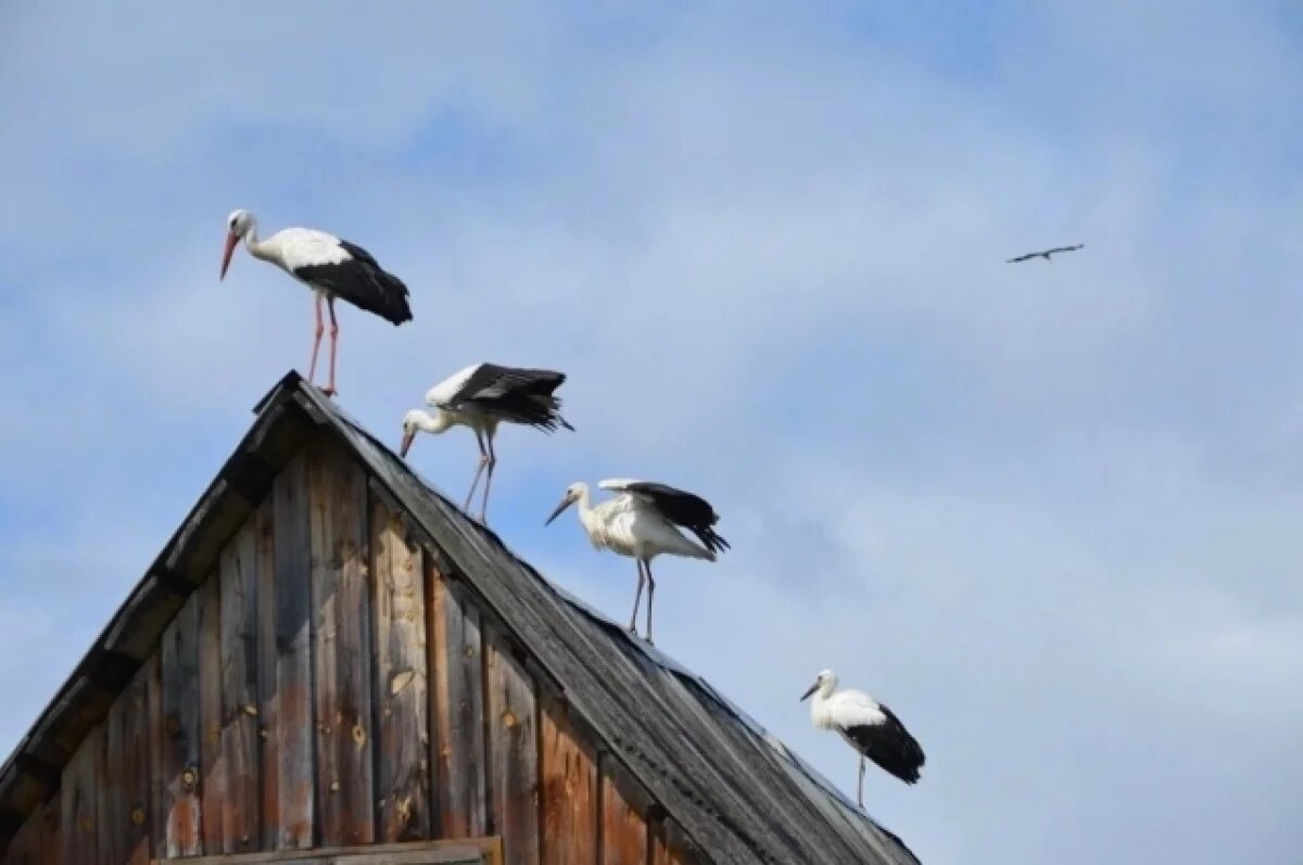    Псковская область одна из самых богатых на аистов – здесь гнездятся около двух тысяч пар белых аистов