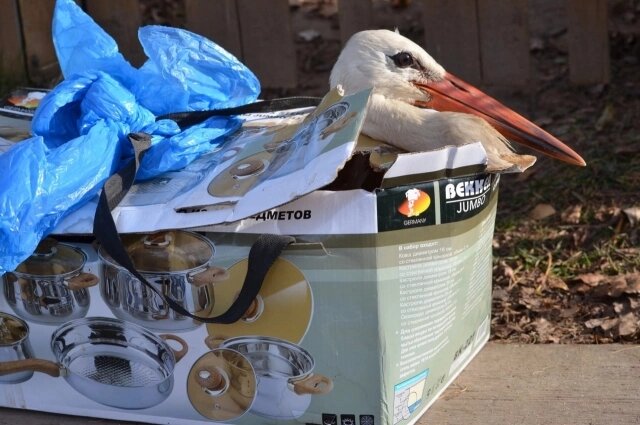    Аисты часто травмируются под колесами автомобилей. Фото: «Дом белого аиста»/