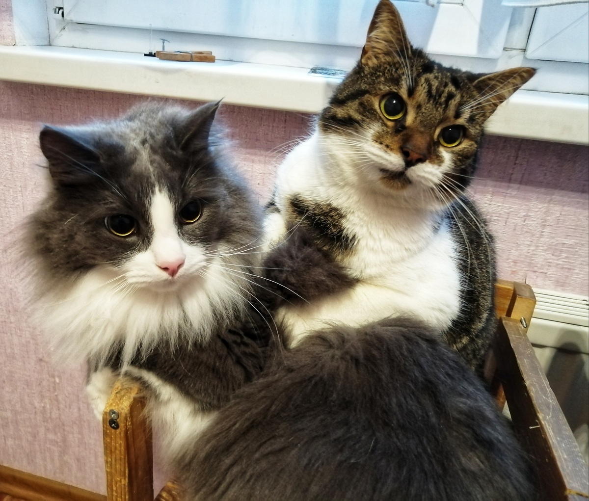 У кошеньки на мордочке рисунок, как усы у Эркюля Пуаро. 