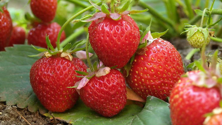 Провожу осеннюю подкормку клубники за 27 рублей вместо дорогой химии. Соседи не верят размеру моих ягод