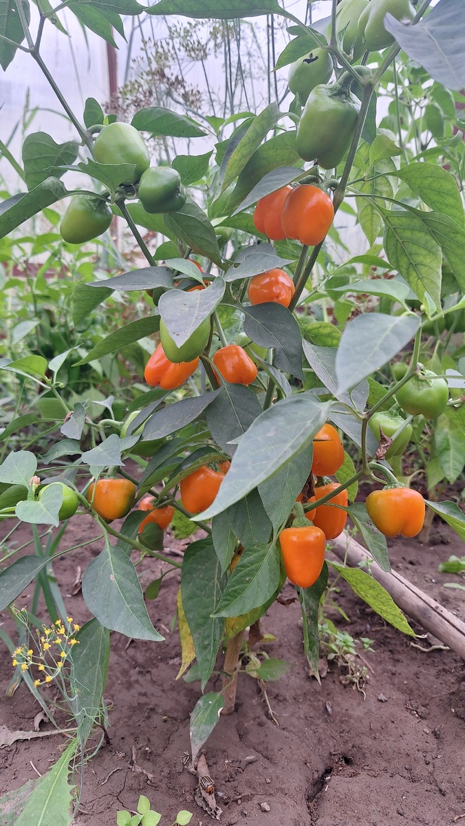 Фото автора. Миниперчики.