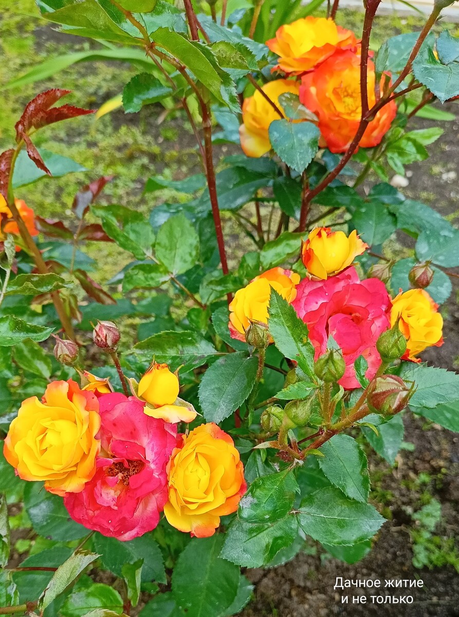 Вот такая яркая розочка, цветочки правда не крупные