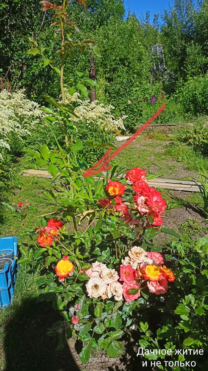 Вот такой росток